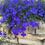 Lobelia erinus 花