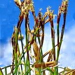 Carex ornithopoda Flower