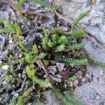 Hypericum ericoides Leaf