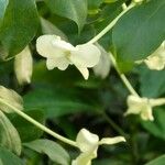 Brunfelsia americana फूल