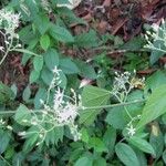 Ayenia catalpifolia Blatt