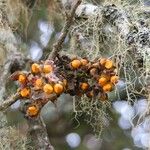 Monimia rotundifolia Fruit