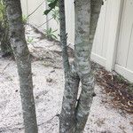 Quercus fusiformis Corteza
