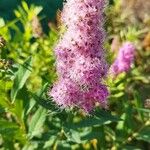 Spiraea douglasiiKvet