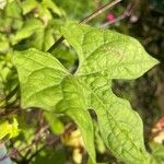 Ipomoea lobata Leaf