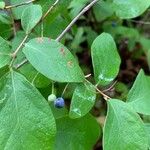 Vaccinium arboreum Meyve