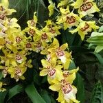 Dendrobium closterium Flor