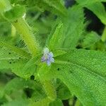 Stemodia durantifolia Flower