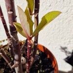 Euphorbia umbellata Лист
