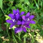 Campanula glomerataCvet