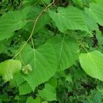 Tilia amurensis Blatt