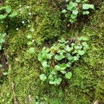 Saxifraga rotundifolia Plante entière