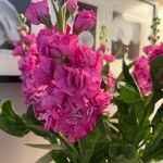 Matthiola incana Blüte