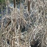 Typha latifolia 果實