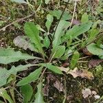 Leontodon tuberosus Hoja