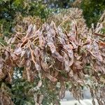 Acacia podalyriifolia Fruto