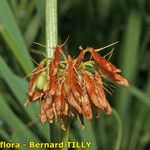 Trifolium michelianum Fruit