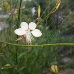 Oenothera gauraBlüte