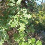 Quercus ithaburensis Feuille
