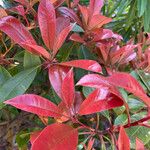 Photinia × fraseri Leaf