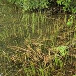 Equisetum fluviatile ശീലം