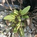 Salvia nemorosa Folha