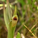 Serapias parviflora Floare