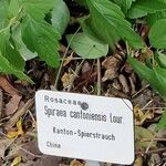 Spiraea cantoniensis Sonstige