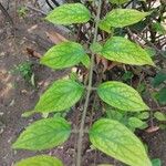 Nyctanthes arbor-tristis Fuelha