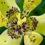 Trimezia steyermarkii Blüte