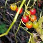 Solanum dulcamaraFrukt