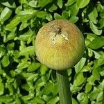Allium giganteum Virág