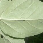 Croton argenteus List
