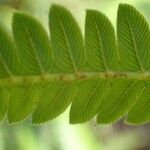Thelypteris striata पत्ता
