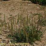 Plantago weldenii Habit