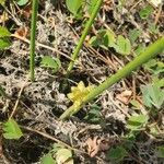 Schoenoplectiella senegalensis Leaf