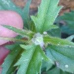 Tridax procumbens Folio