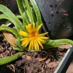 Glottiphyllum linguiforme Flower