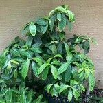 Psychotria viridis List