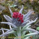 Cynoglossum magellense Λουλούδι