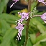 Stenoglottis longifolia Lorea