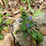 Ajuga genevensisBloem