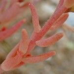 Sedum rubens Habitus