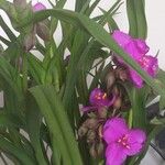 Tradescantia × andersoniana List