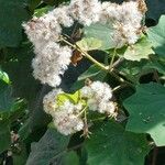 Roldana petasitis Flor