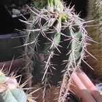 Pachycereus pecten-aboriginum Hoja