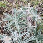 Lupinus formosus Leaf