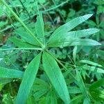 Galium aristatum Листок