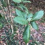 Quercus oocarpa Leaf