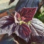 Hibiscus acetosella Φύλλο
